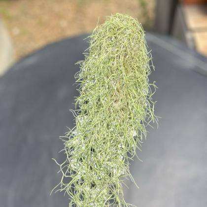 Imagem de Pendente Bromélia Tillandsia Usneoides Musgo Barba De Velho