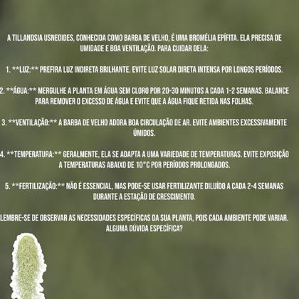 Imagem de Pendente Bromélia Tillandsia Usneoides Musgo Barba De Velho