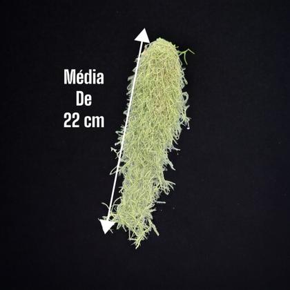 Imagem de Pendente Bromélia Tillandsia Usneoides Musgo Barba De Velho