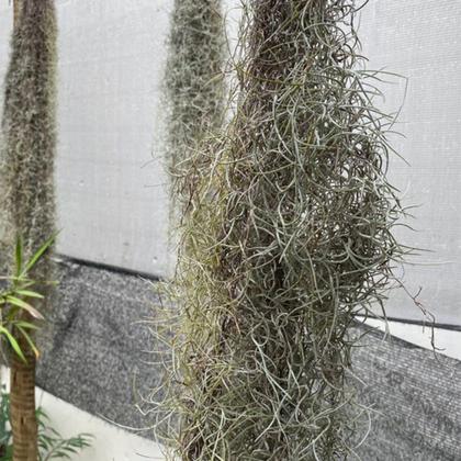 Imagem de Pendente Bromélia Tillandsia Usneoides Musgo Barba De Velho