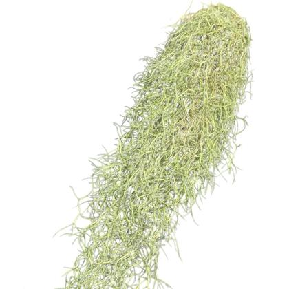 Imagem de Pendente Bromélia Tillandsia Usneoides Musgo Barba De Velho