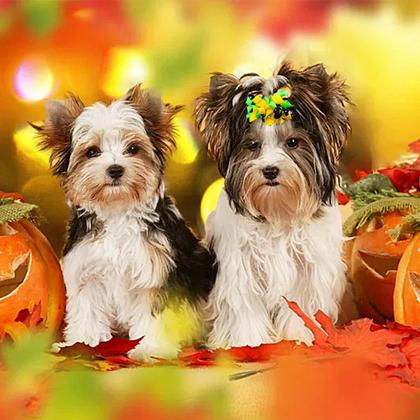 Imagem de PET SHOW, 20 peças de arcos de cabelo encaracolado para cães com elásticos de 5 cm