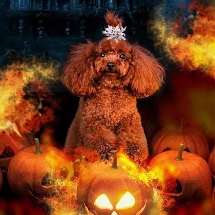 Imagem de PET SHOW, 20 peças de arcos de cabelo encaracolado para cães com elásticos de 5 cm