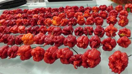 Imagem de Pimenta Carolina Reaper 10 Frutos In Natura
