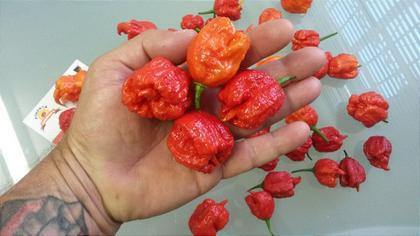 Imagem de Pimenta Carolina Reaper 10 Frutos In Natura