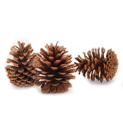 Imagem de Pinha Natural para decorações pacote c/10 Flores Secas