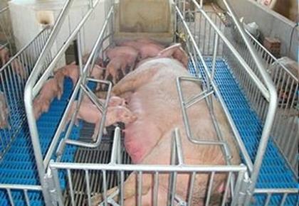 Imagem de Piso Suinos Maternidade Cinza 40X40 Vitasui