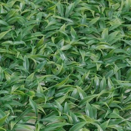 Imagem de Placa Jardim Vertical Orquidea Folhagem Artificial 60X40Cm