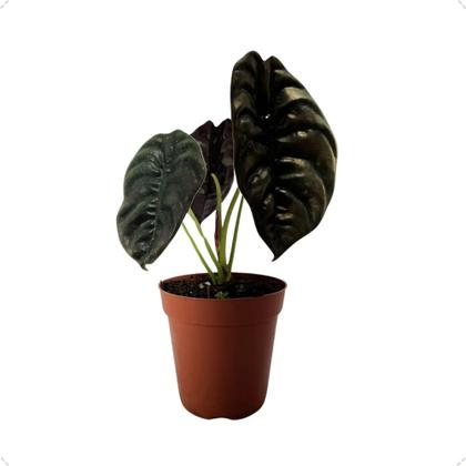 Imagem de Planta Alocasia Pulmão de Aço natural c vaso pote 12