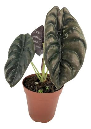 Imagem de Planta Alocasia Pulmão de Aço natural c vaso pote 12