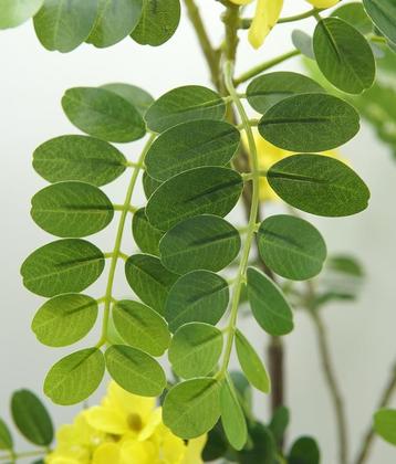 Imagem de Planta Artificial Folhagem Ácacia Com Folher Amarelas Premium Decorativa Real