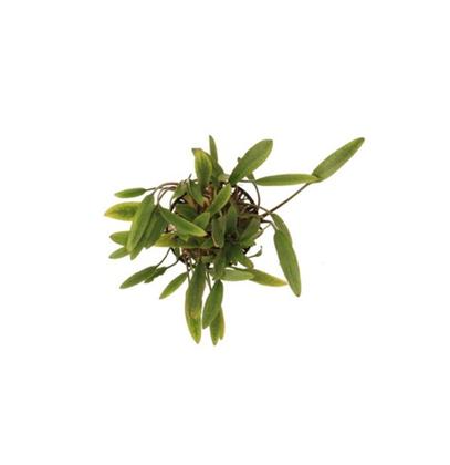 Imagem de Planta Cryptocoryne Willisii Chácara Takeyoshi