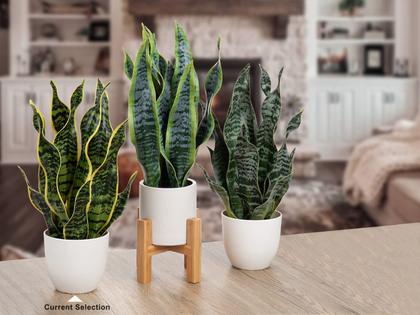 Imagem de Planta de cobra artificial em vaso Faux Sansevieria Trifasciata