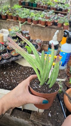 Imagem de PLANTA EUPHORBIA Stapelia Leendertziae Flor Sino Vinho
