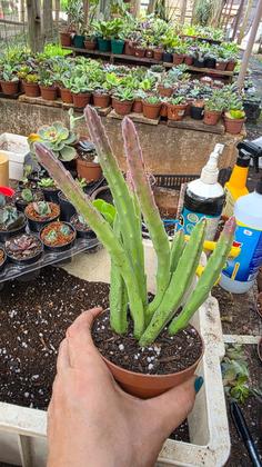 Imagem de PLANTA EUPHORBIA Stapelia Leendertziae Flor Sino Vinho