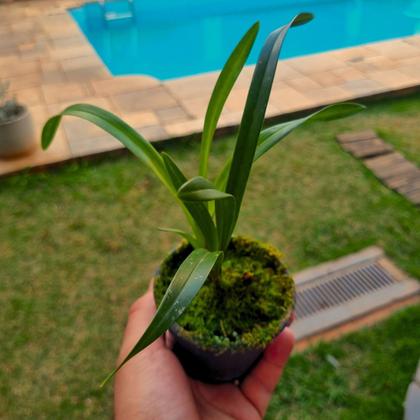 Imagem de Planta Muda Orquidea Cymbidium Pendente Ruby Sarah Rara