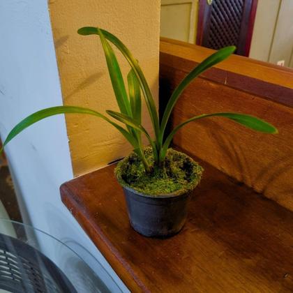 Imagem de Planta Muda Orquidea Cymbidium Pendente Ruby Sarah Rara