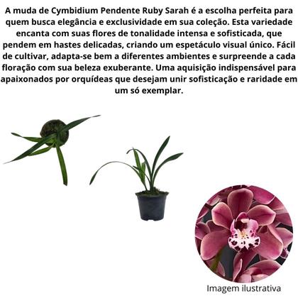 Imagem de Planta Muda Orquidea Cymbidium Pendente Ruby Sarah Rara