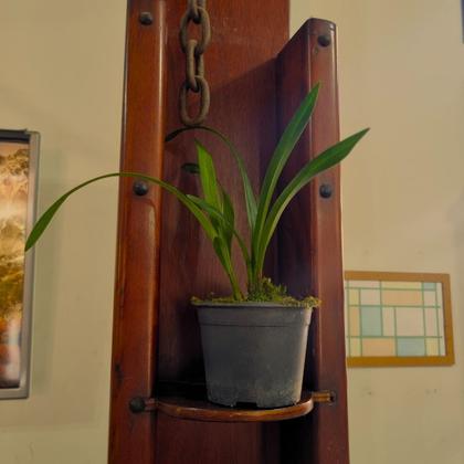 Imagem de Planta Muda Orquidea Cymbidium Pendente Ruby Sarah Rara