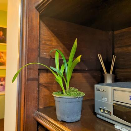 Imagem de Planta Muda Orquidea Cymbidium Pendente Ruby Sarah Rara