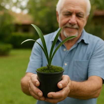 Imagem de Planta Muda Orquidea Cymbidium Pendente Ruby Sarah Rara