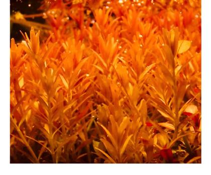 Imagem de Planta Rotala Rotundifolia Orange Juice In Vitro Aquaplante