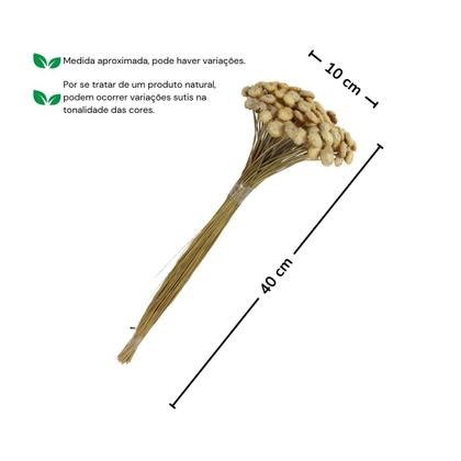 Imagem de Planta Seca Botão Dourado Natural Branco
