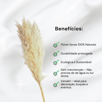 Imagem de Planta Seca Mini Capim Dos Pampas Natural 40 cm