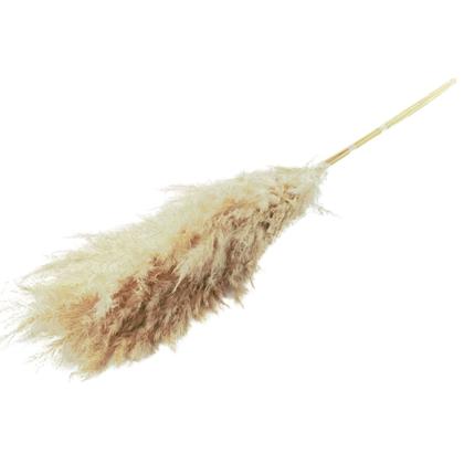 Imagem de Planta Seca Mini Capim Dos Pampas Natural 40 cm