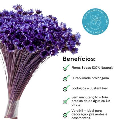 Imagem de Planta Seca Sempre Viva Púrpura Uva