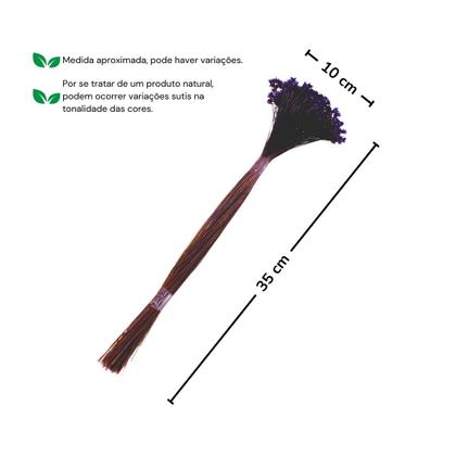 Imagem de Planta Seca Sempre Viva Púrpura Uva