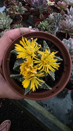 Imagem de Planta Suculenta Falcaria Tigrina