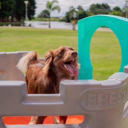 Imagem de Playground Pet Miniplay Spring Cachorro Freso Seguro Plástico Rotomoldado Resistente Impermeável Sustentável Reciclável Brinquedo