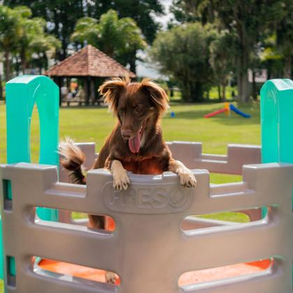 Imagem de Playground Pet Miniplay Spring Cachorro Freso Seguro Plástico Rotomoldado Resistente Impermeável Sustentável Reciclável Brinquedo