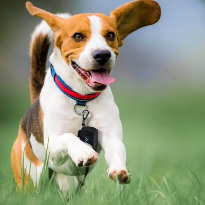 Imagem de Porta-sacos de cocô PuppyDoggy para cães e gatos e dispensador de sacos de lixo
