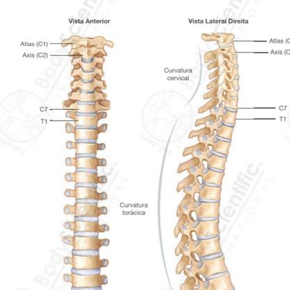 Imagem de Pôster Anatomia da Coluna Vertebral
