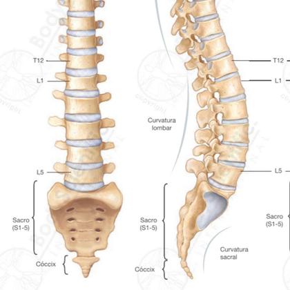 Imagem de Pôster Anatomia da Coluna Vertebral