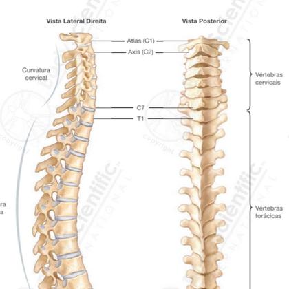 Imagem de Pôster Anatomia da Coluna Vertebral