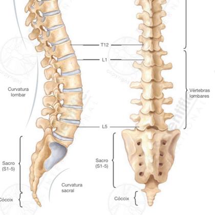 Imagem de Pôster Anatomia da Coluna Vertebral