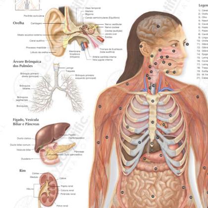 Imagem de Pôster Anatomia dos Órgãos do Corpo Humano
