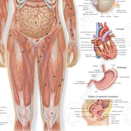 Imagem de Pôster Anatomia dos Órgãos do Corpo Humano