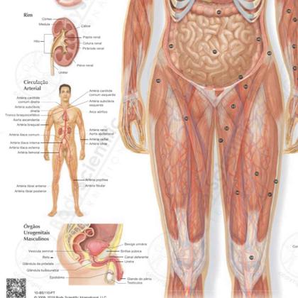 Imagem de Pôster Anatomia dos Órgãos do Corpo Humano