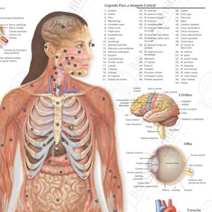 Imagem de Pôster Anatomia dos Órgãos do Corpo Humano