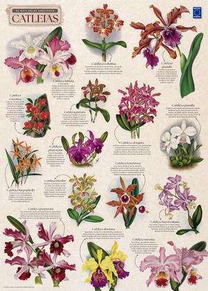 Imagem de Pôster As Mais Belas Orquídeas Catleias, Sem Dobras
