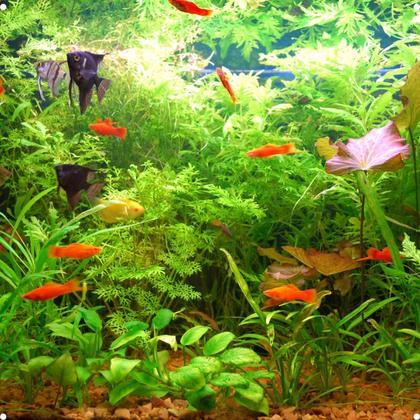 Imagem de Powerfert Bio Start 5L