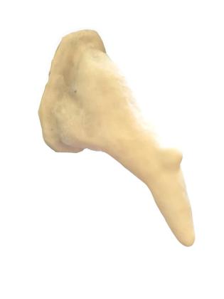 Imagem de Prótese de látex nariz de bruxa com verruga + látex 10ml