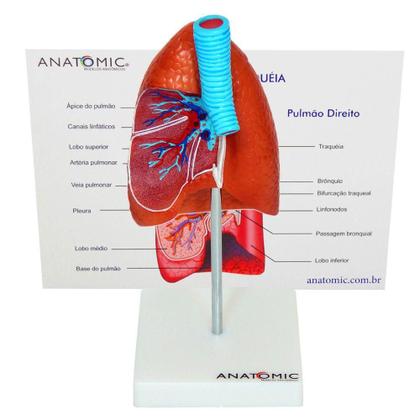 Imagem de Pulmão Humano Com Traqueia E Placa Explicativa, Anatomia