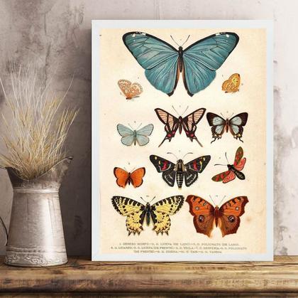 Imagem de Quadro Borboletas Diversas - Vintage 45x34cm - com vidro