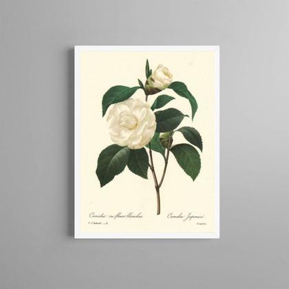 Imagem de Quadro Botânica Flor Camélia 33x24cm - com vidro