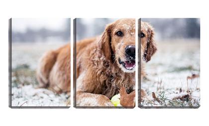 Imagem de Quadro canvas 55x110 cão comendo neve